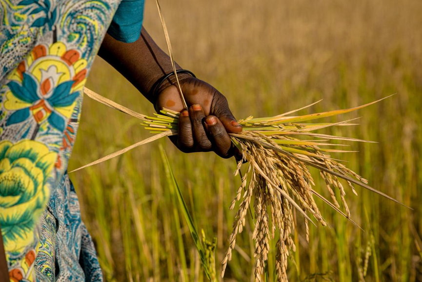 How the U.S. Food Giants Cheat Africans How the U.S. Food Giants Cheat Africans